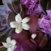 centerpiece-close-up-succulent-stephanotis-purple-carnation
