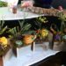 box-gardens-succulents-with-autumn-gourds-and-accents-3500-each